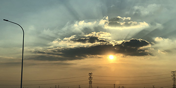 龙井小麦技术优势